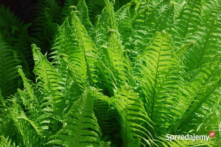 Narecznica Samcza sadzonki Pozostałe Jasło sprzedam