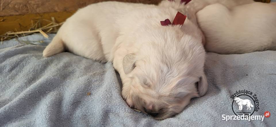 Owczarek Podhalański Pyzokluski