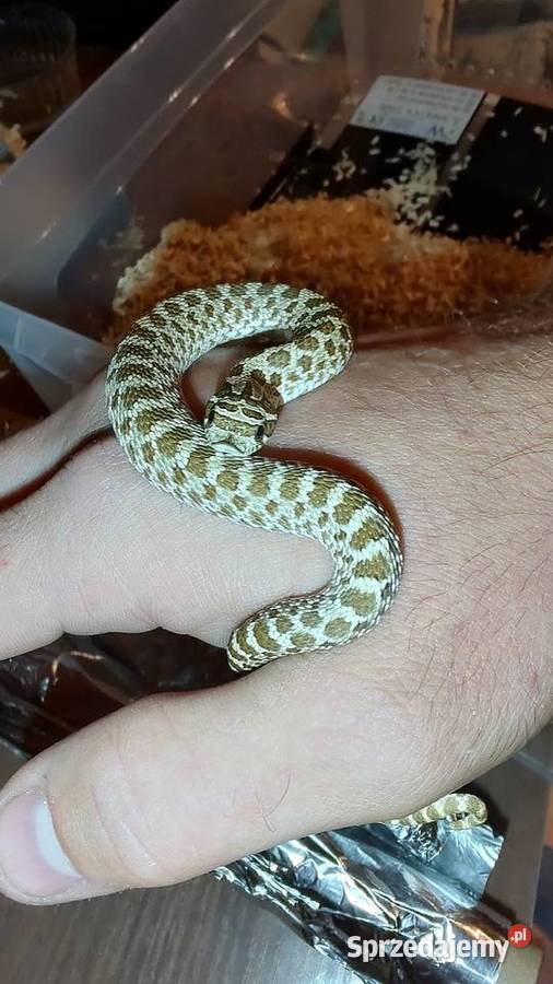 Heterodon