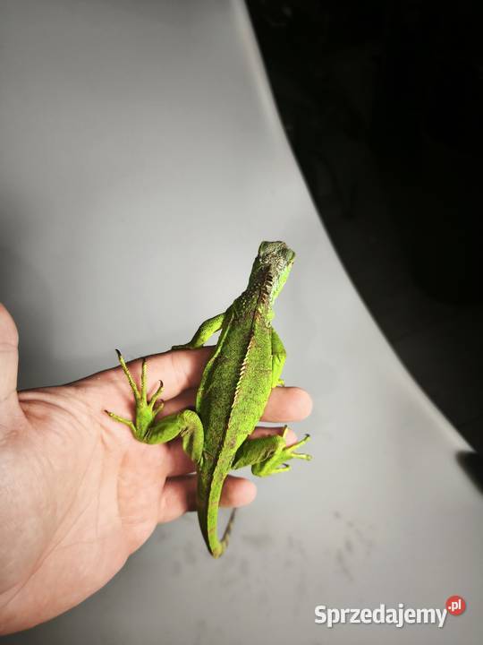 legwan zielony młody osobnik Wałbrzych