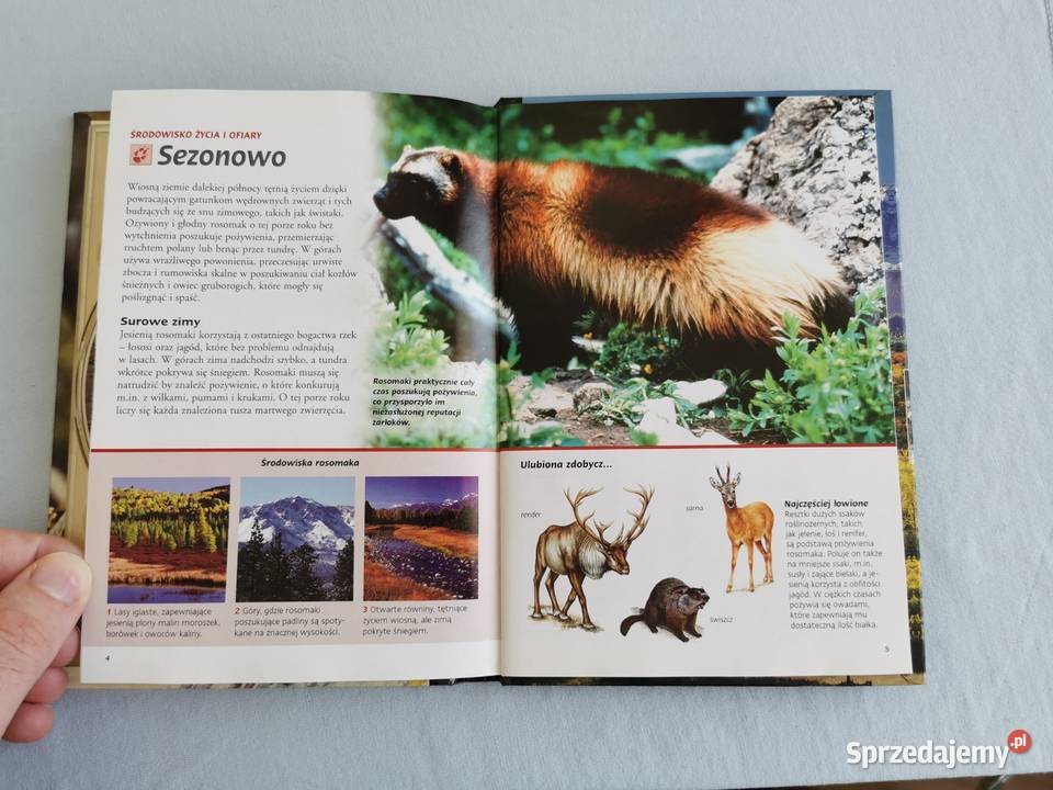 Film Dokumentalny Rosomak Siła Charakteru lektor Puławy