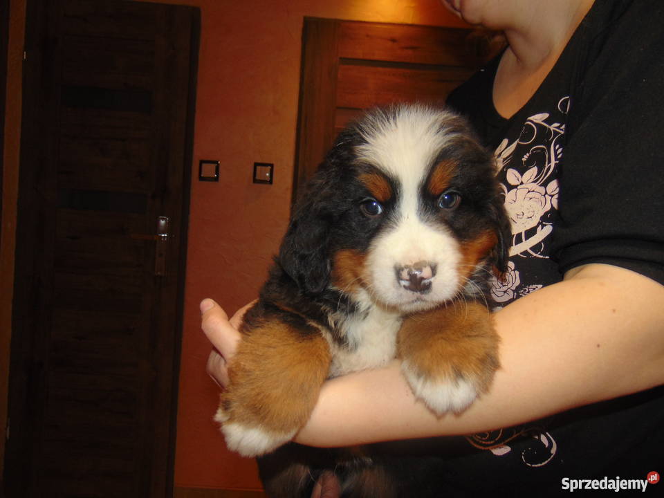 Szczeniaki Berneński pies pasterski mazowieckie