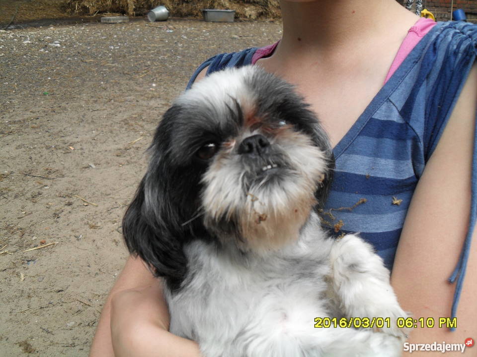 szczeniak matka shihtzu ojciec kundelek Psy Siedlików