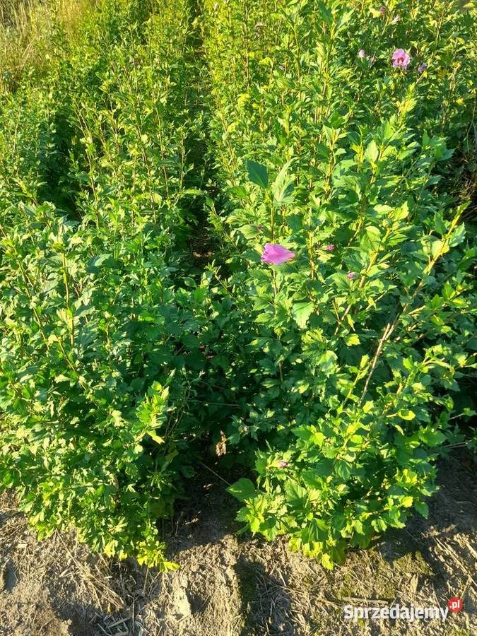 Sprzedam sadzonki hibiskusa Puławy