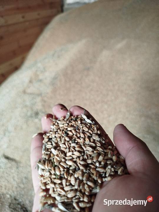 Pszenica Euforia Zboże śląskie Pilica