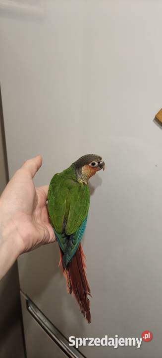 Papugi Rudosterki ręcznie karmione Kraków