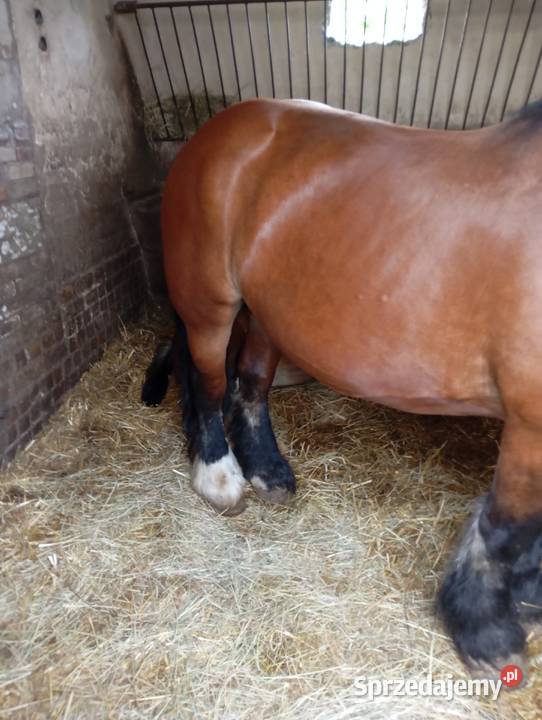 Sprzedam klacz zimnokrwistą w typie ardena