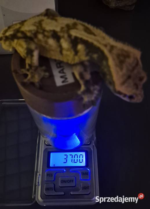 Gekon orzęsionyHarlequin Yellow37g frogbutt DO Jaworzno