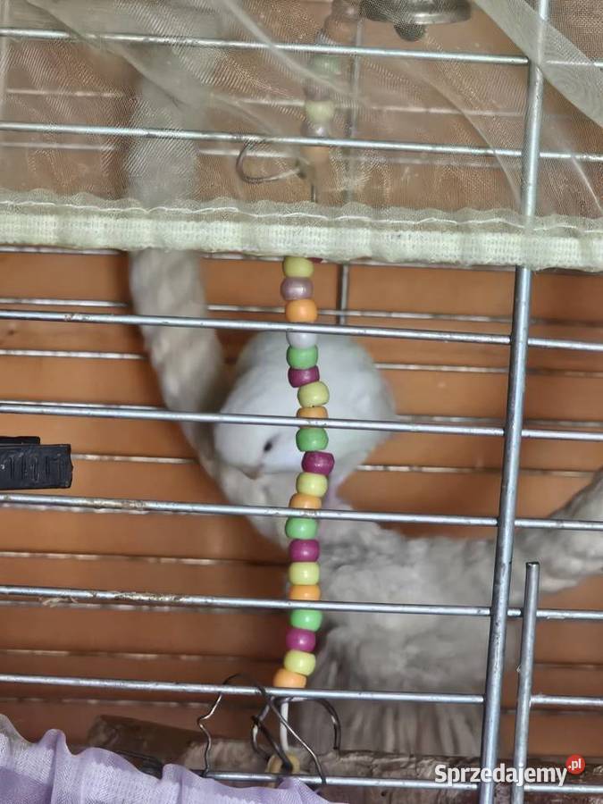 Papugi faliste z klatką i wyposażeniem Ptaki sprzedam