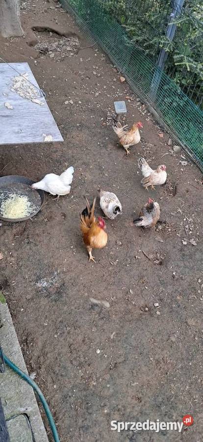 Kurki sarama malezyjska małopolskie