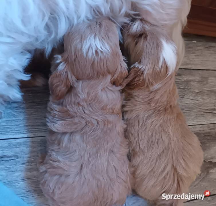 Sprzedam pieski rasy maltipoo z czipem Andrychów