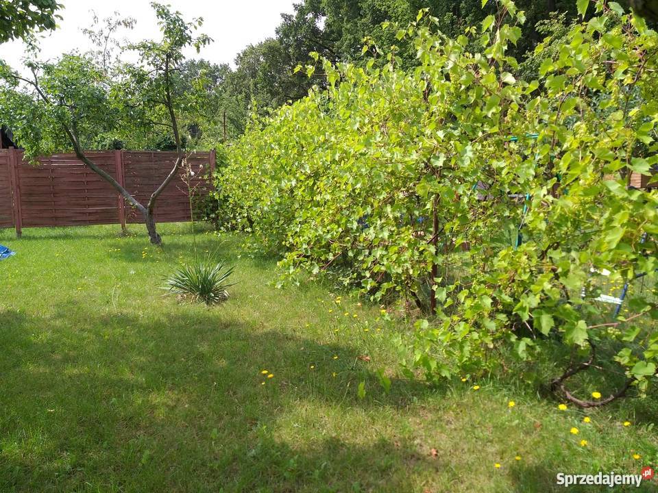 Działka rekreacyjnaa ROD LUMEL ZIELONA GÓRA Grunty i działki Zielona Góra