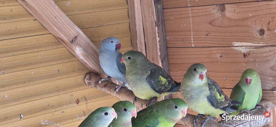 Sprzedam papugi widoczne na zdjęciach Konin