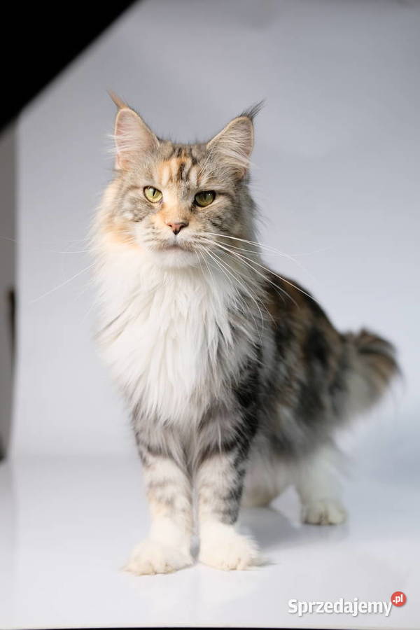 Kremowy srebrzysty kocurek maine coon Warszawa sprzedam