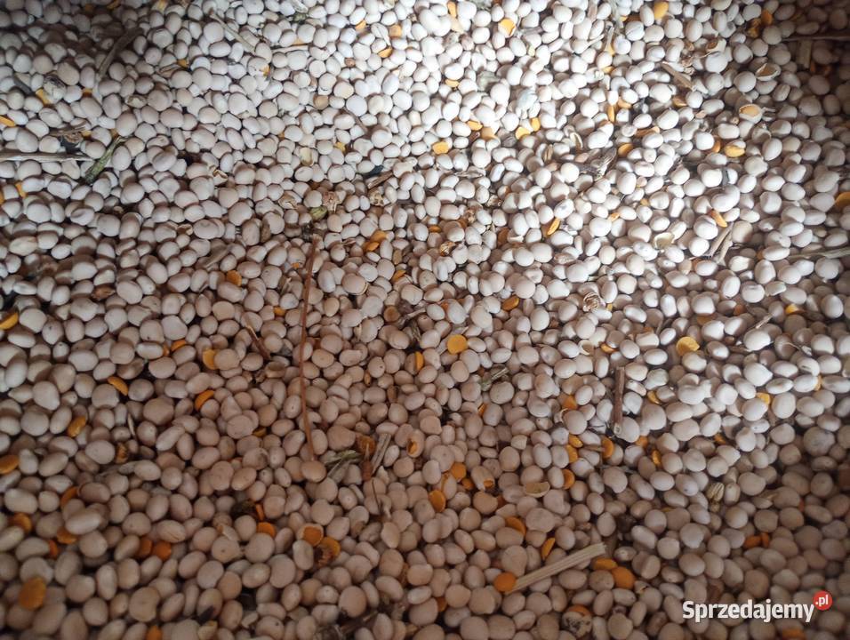 Łubin wąskolistny Pozostałe