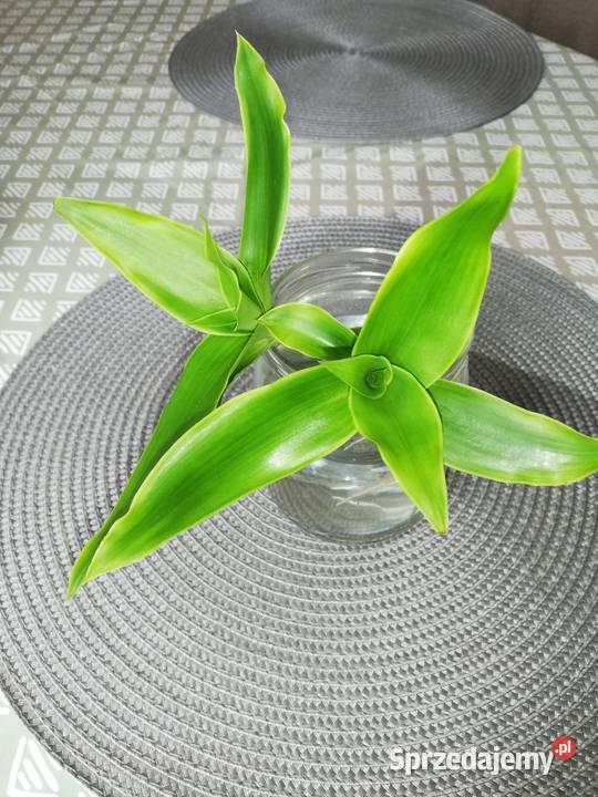 Roślina lecznicza Callisia fragrans Białystok