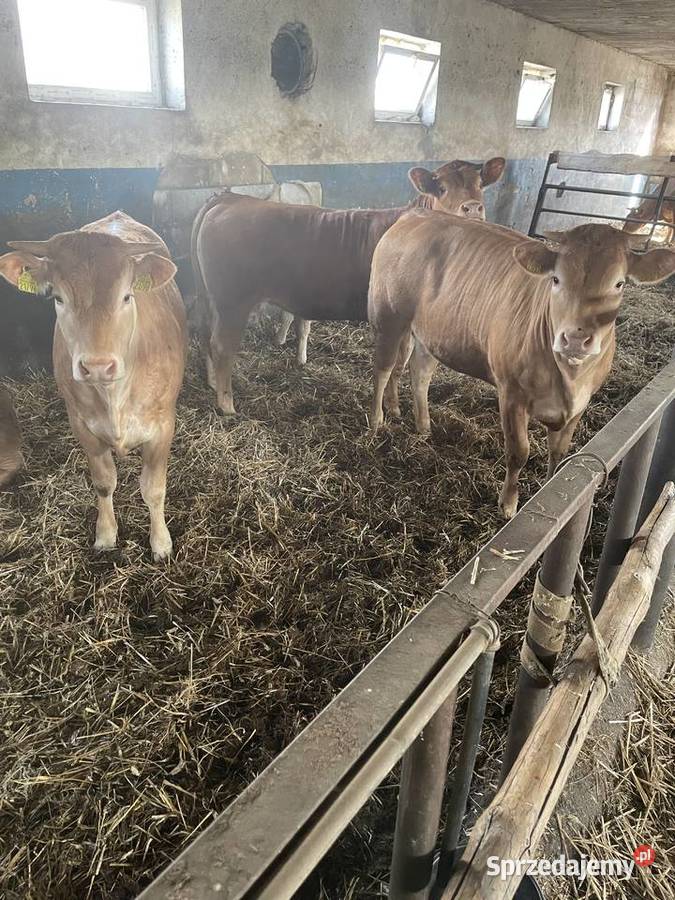 Jałówki LM Bydło Kosów Lacki sprzedam