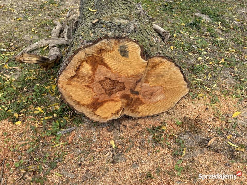 Pień dzikiej gruszy 280x60 Drewno konstrukcyjne Drewno konstrukcyjne Milejów sprzedam