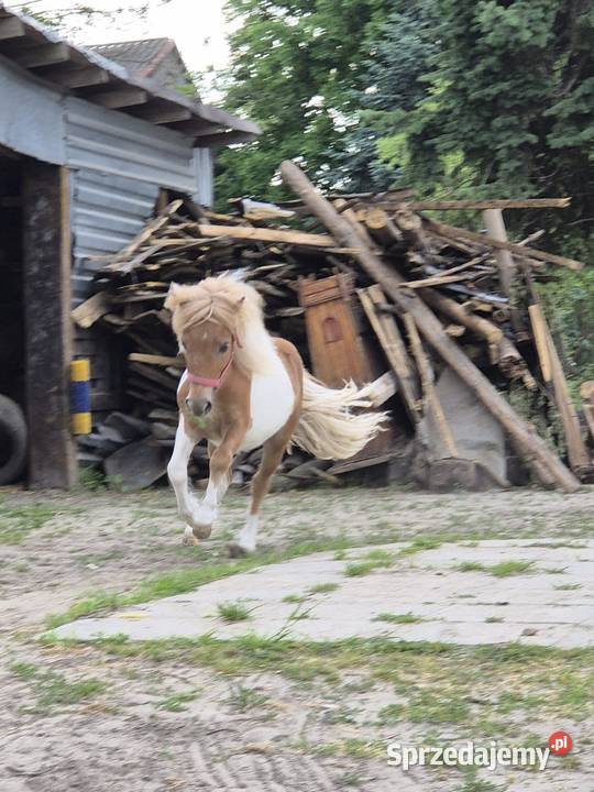 Kuc szetlandzki Rokiciny