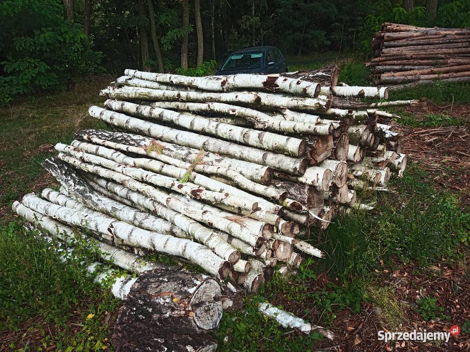 Brzoza sosna akacja wałki drewno suche m3 Leśnictwo Wągrodno sprzedam