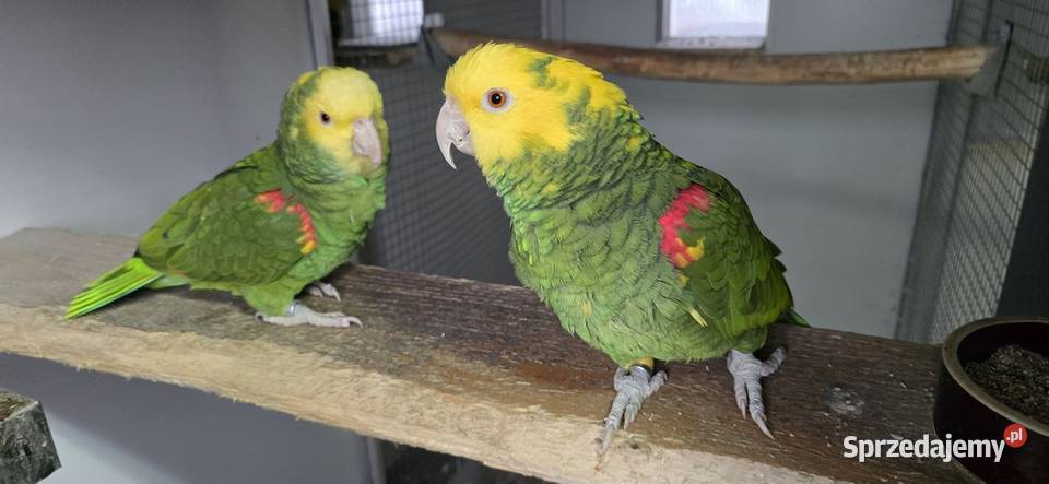 Amazonka Oratrix żółtogardła 11 2021 małopolskie Skawina sprzedam