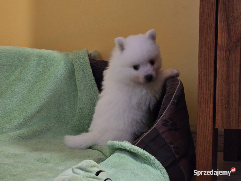 Szpic japoński Maszewo