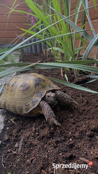 Zestaw 2 żółwie terrarium ReptiZoo z Koszalin