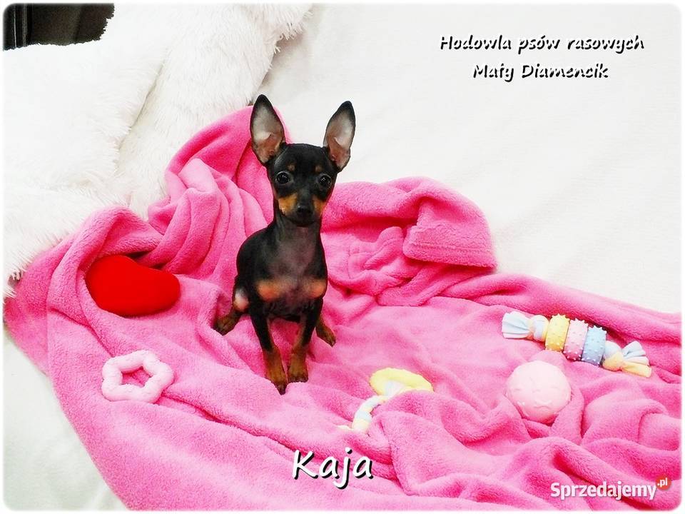 Pinczer miniaturowy Ratlerek Suczka KAJA z Żary