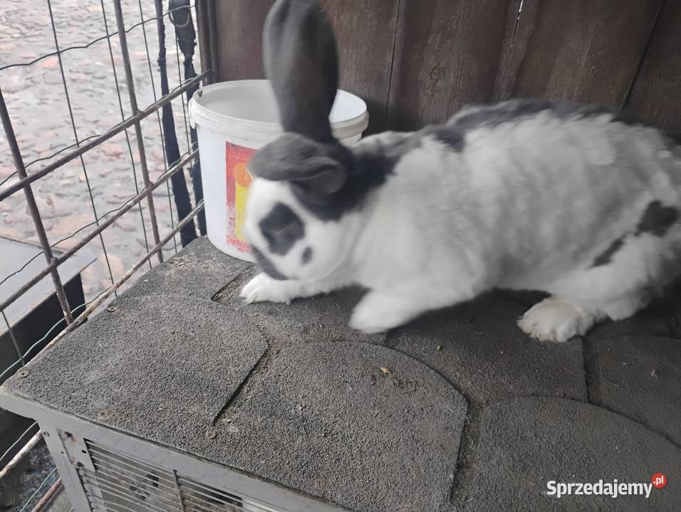 Samiec srokacza Goniczki