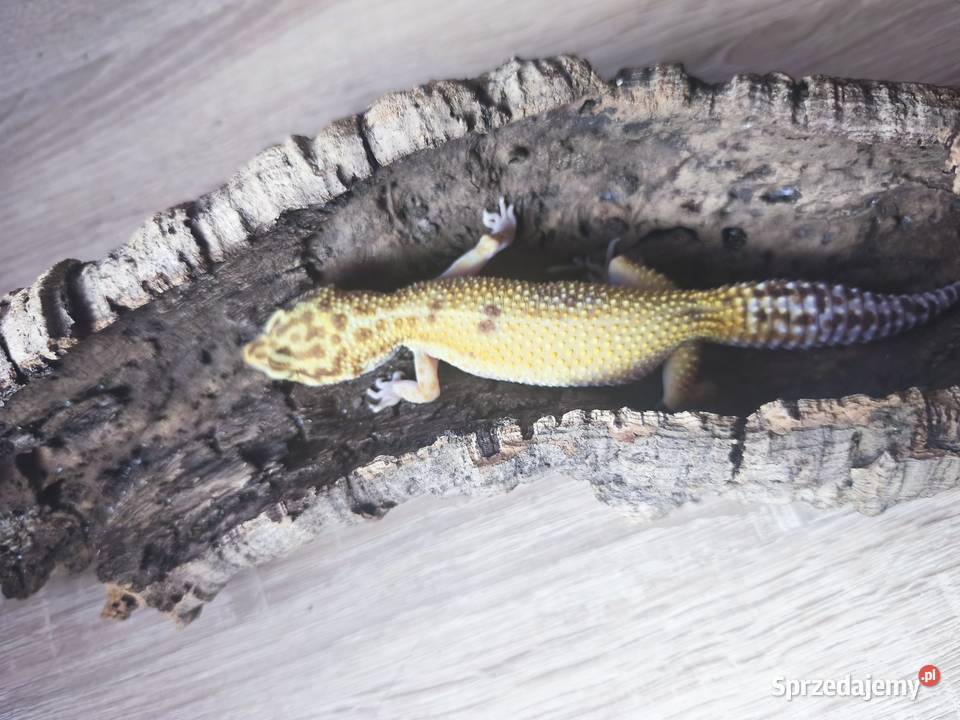 Terrarium z wyposażeniem full 4 Gekony Kalwaria Zebrzydowska