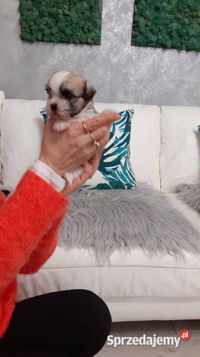 Shih Tzu Maltańczyk Psy Rzeki Wielkie