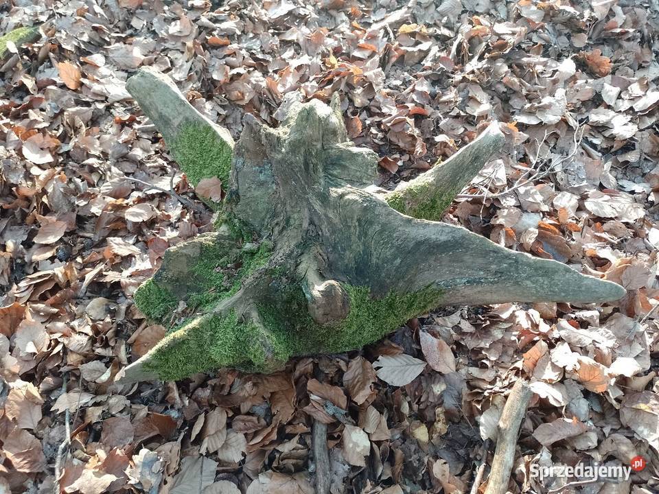 Korzeń dębowy naruralny do ogrodu wielkopolskie Siekierki Małe