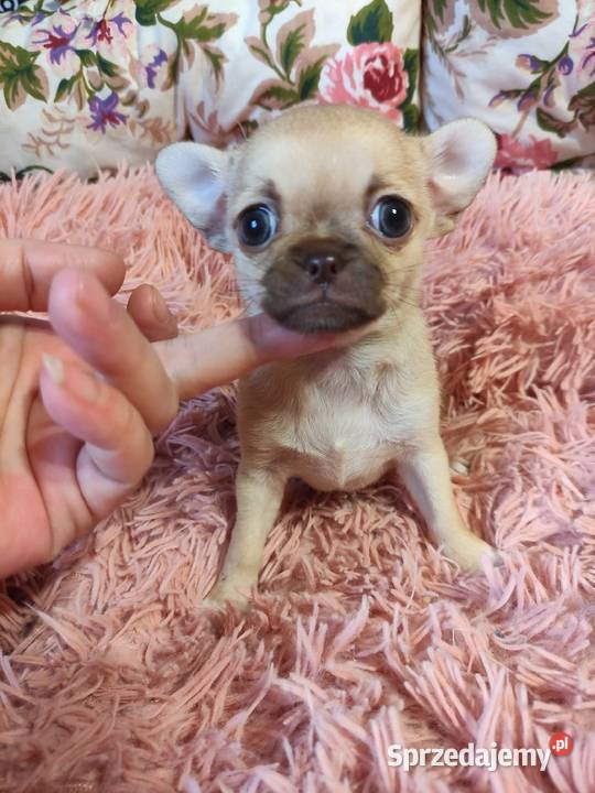 Cudnej urody mini suczka chihuahua Rodowód 4 Chihuahua Starachowice