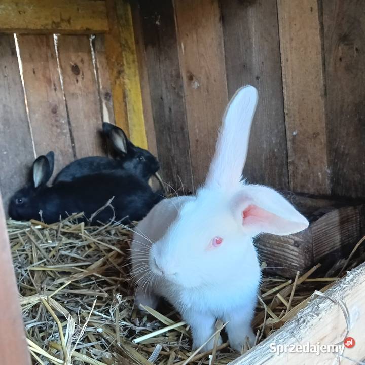 Królik Króliki Młode Jastrzębie-Zdrój