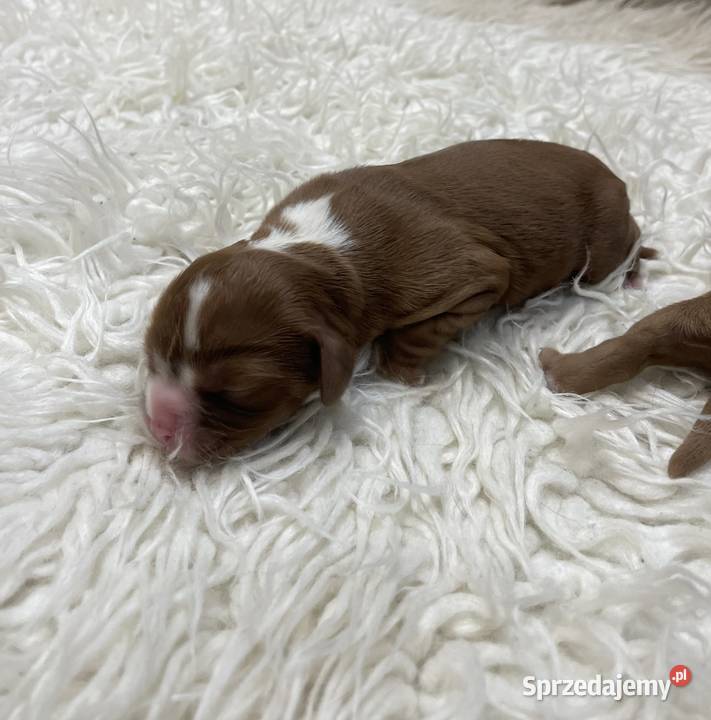 Cavalieki małe szukają domu pełnego miłości