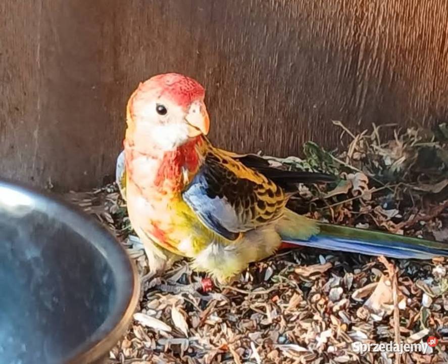 Rozella Rozelle białolice Ostroróg