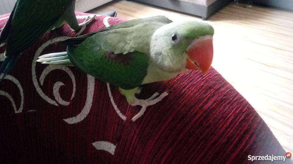 Aleksandretta większą recznie karmiona z genem Zgierz sprzedam