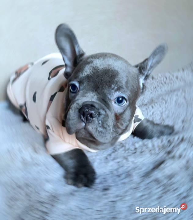 Buldog francuski sunia mega blue Pabianice