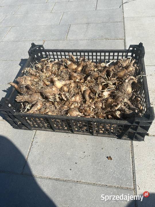 Cebulki narcyza starej odmiany