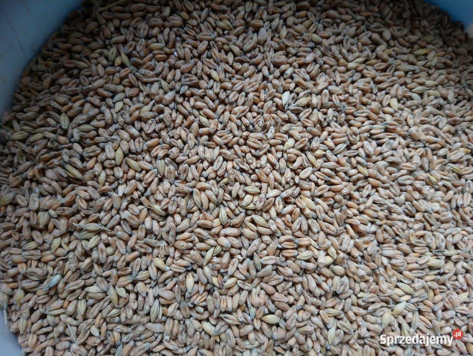 Pszenica elokogiczna jara Monsun Bukowa