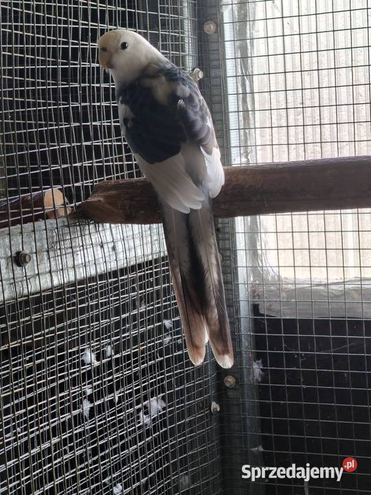 Rozella królewska szek para Ostrów Wielkopolski