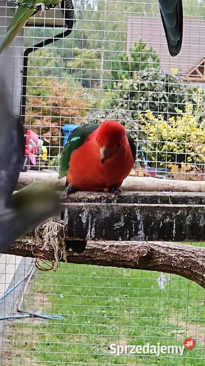 Sprzedam papugi mazowieckie Pionki sprzedam