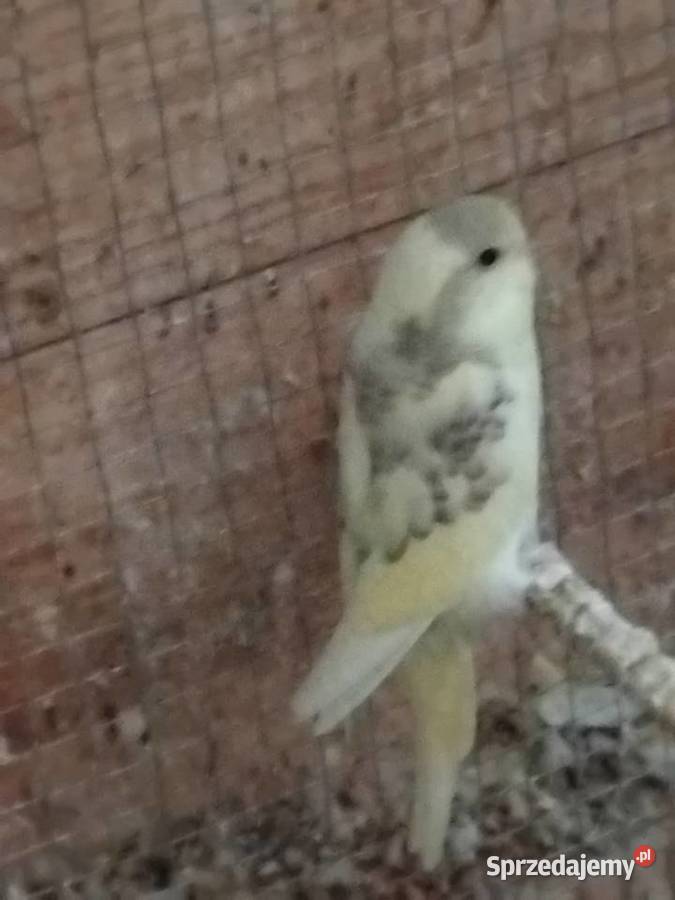 Sprzedam papuge folista Piaseczno sprzedam