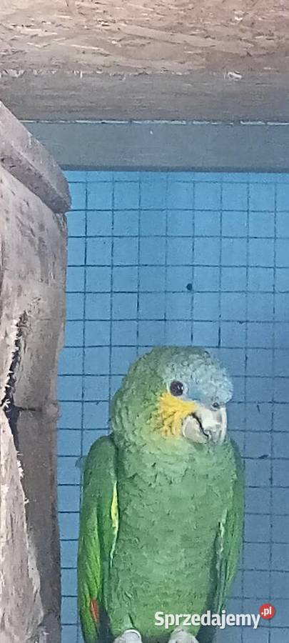 Amazonka modrobrewa kurika Kobyłki