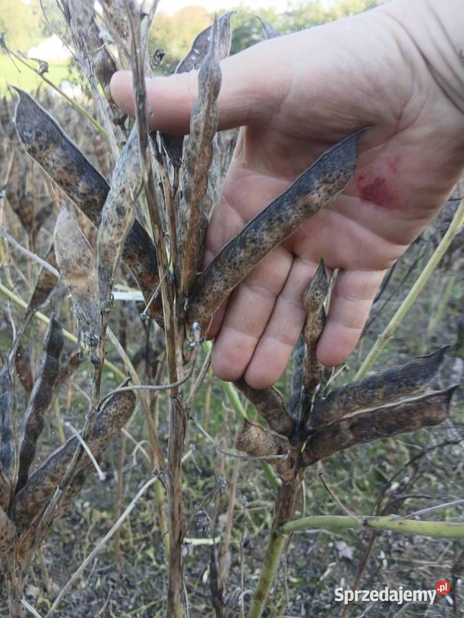 Sprzedam łubin Butan Rożnowo sprzedam