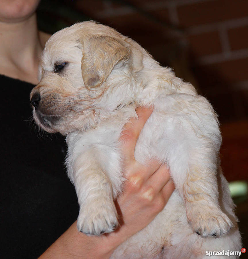 Szczenięta Golden Retriever ZKwPFCI