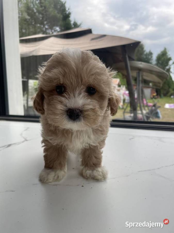 Maltipoo piesek i suczka Częstochowa