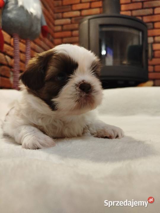 Sunia Shih Tzu rodowód Złotków