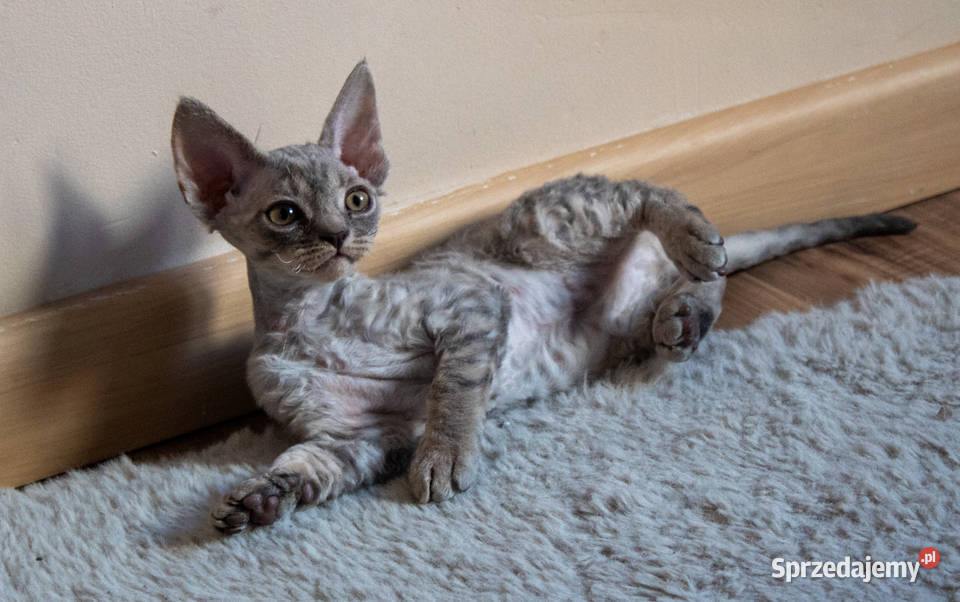 Kotka Devon Rex Queenie niebieska pręgowana FIFe wielkopolskie