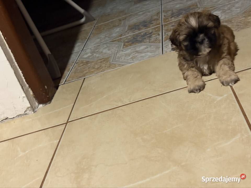 Piesek shih tzu Ciechanów sprzedam